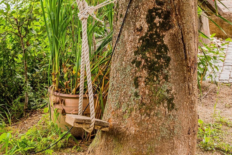 Rope swing tide to tree trunk with green plants in background in South Korea