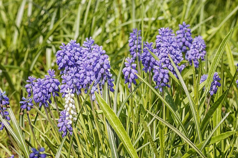 Blue muscari in spring garden