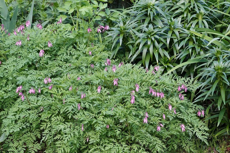Blooming purple dicentra with ornamental leaves in the garden