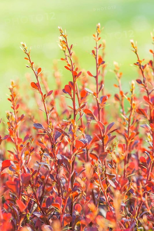 Red barberry branch in the botanical garden in spring