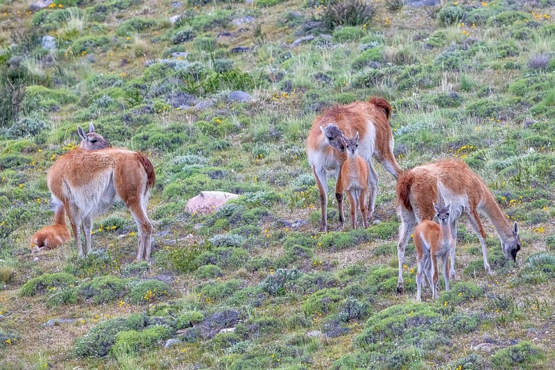Guanaco (Llama guanicoe), Huanaco, group with young animals, Torres del Paine National Park, Patagonia, end of the world, Chile, South America