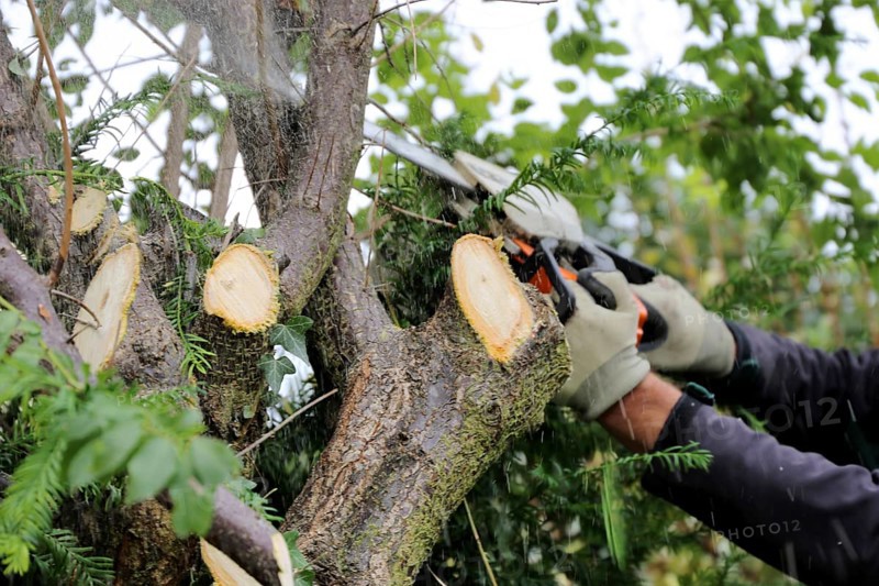 Tree felling, tree felling work. Close-up of a worker with a chainsaw