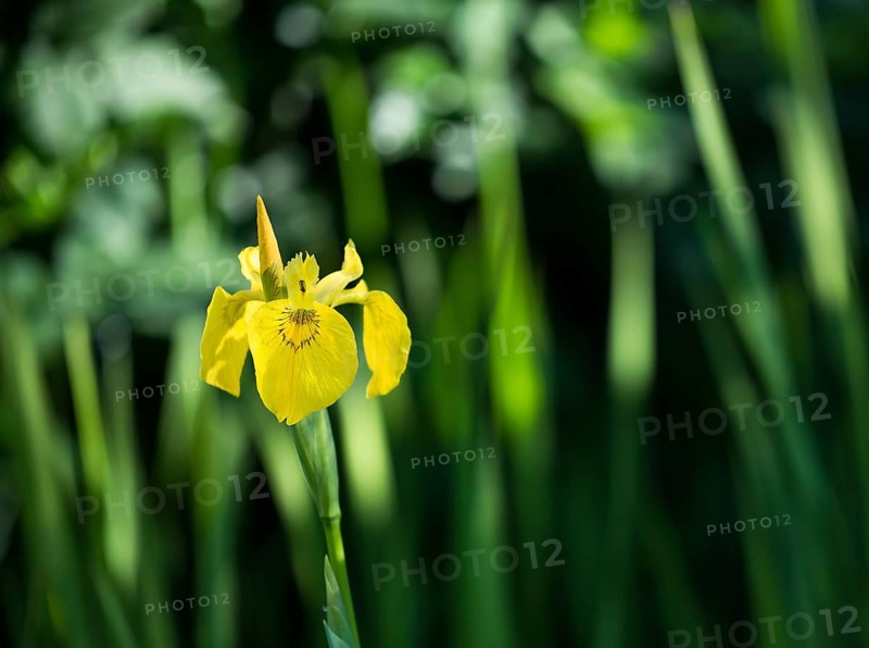 A bright yellow flower against a blurred green background Iris pseudacorus