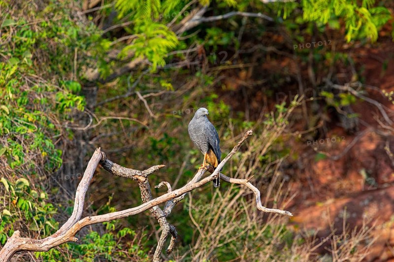 Stilt Buzzard (Geranospiza caerulescens) Pantanal Brazil