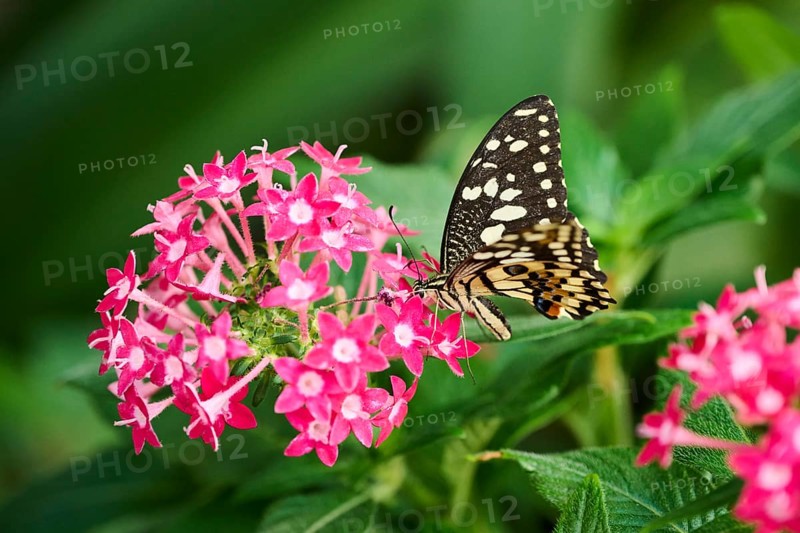 Lime butterfly (Papilio demoleus) sitting on a flower, Germany, Europe
