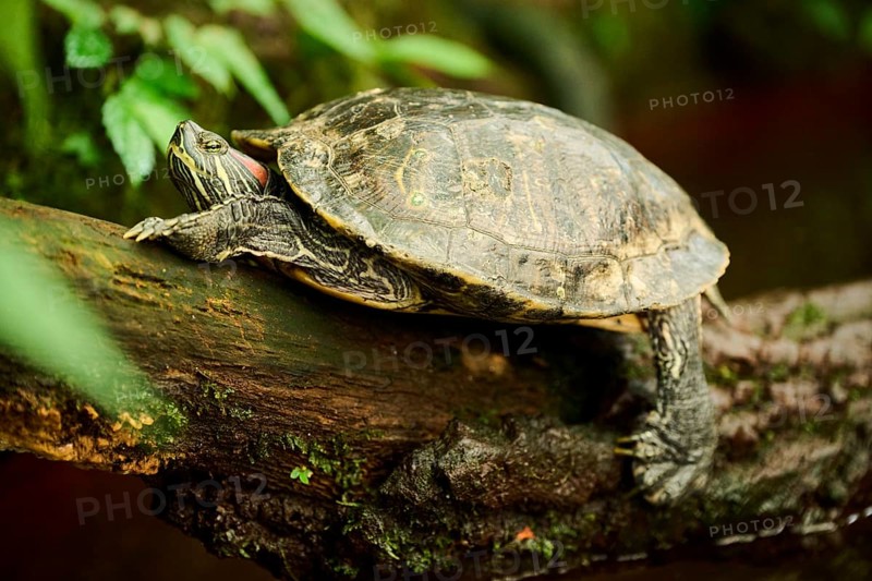 Red-eared slider (Trachemys scripta elegans) on a tree trunk, captive, Germany, Europe