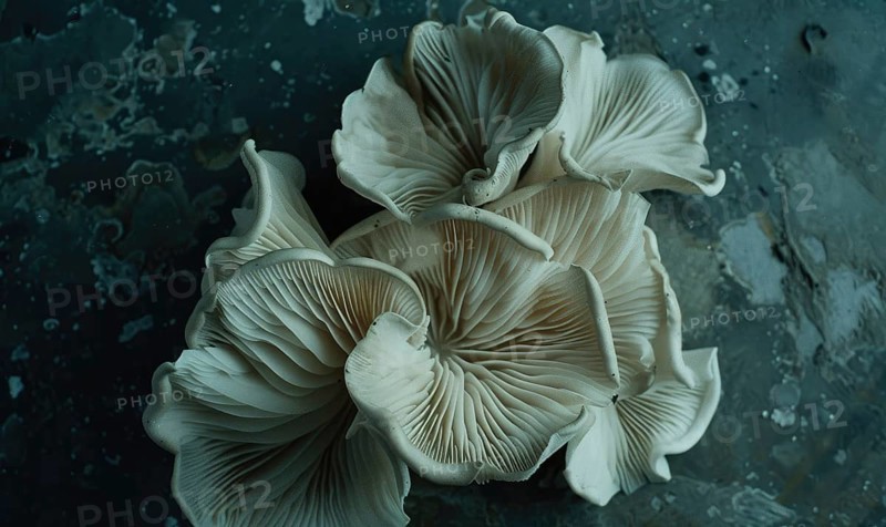 Oyster mushrooms on a dark background. Selective focus AI generated