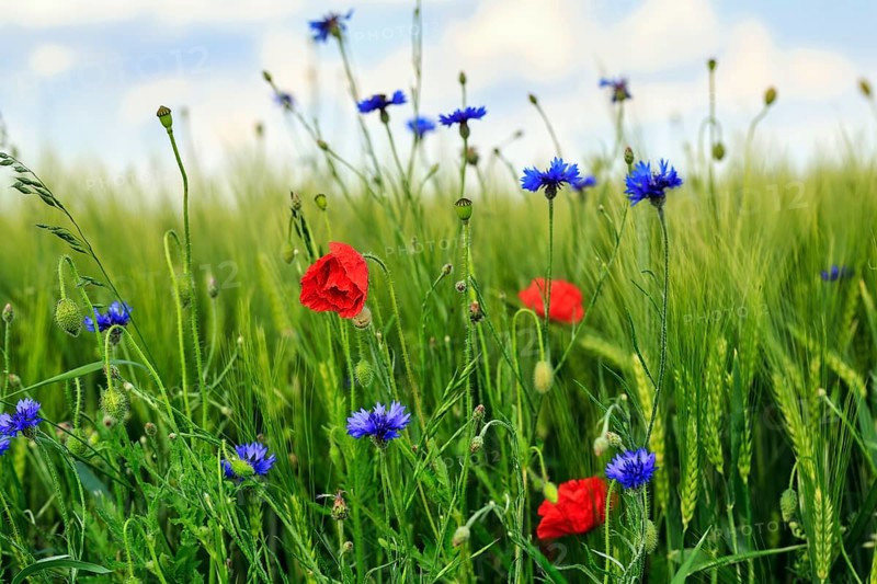 Red poppy flowers (Papaver rhoeas), green barleys (Hordeum vulgare), cornflowers (Centaurea cyanus), field flowers, wildflowers in barley field, symbolic photo, organic farming, organic cultivation, Weserbergland, Polle, Lower Saxony, Germany, Europe