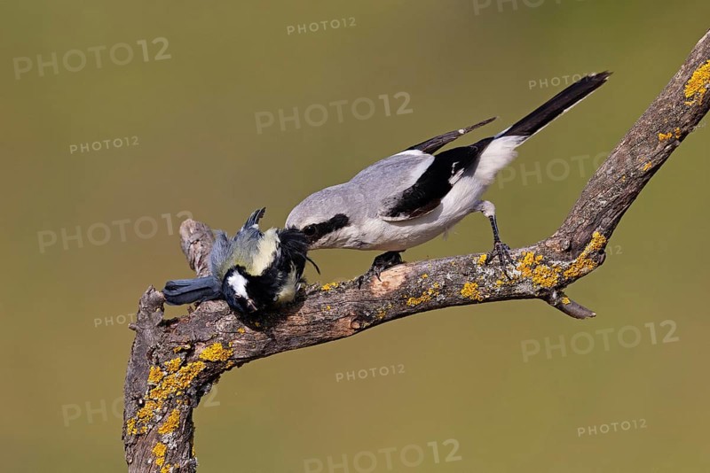 Great Grey Shrike (Lanius excubitor) with clutched Great Tit as prey, Thuringia, Germany, Europe
