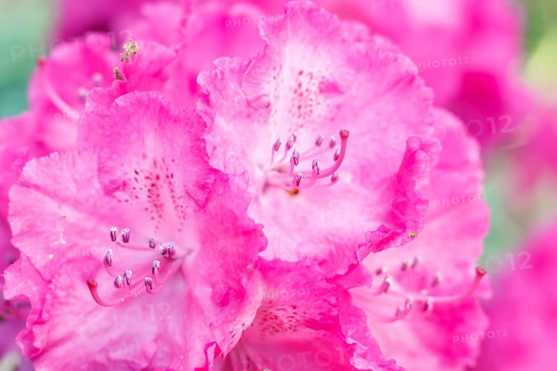 Rhododendron (azalea) flowers of various colors in the spring garden. Closeup. Blurred background