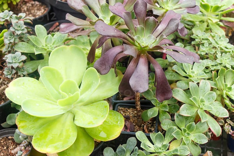 Various types of succulent in flower pots in the greenhouse. Closeup, selective focus