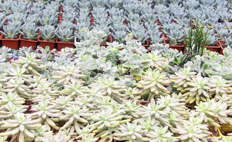 Various types of succulent in flower pots in the greenhouse. Closeup, selective focus