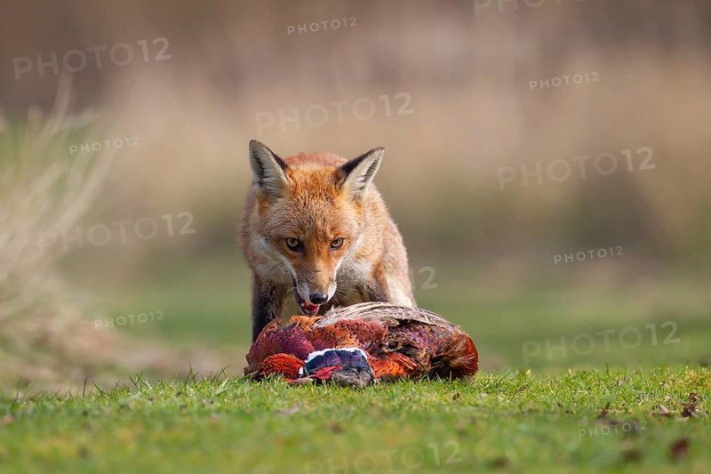 Red fox (Vulpes vulpes) adult animal feeding on a dead Common Pheasant (Phasianus colchicus), England, United Kingdom, Europe