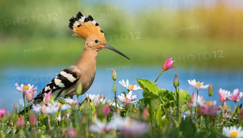 KI generated, animal, animals, bird, birds, biotope, habitat, a, individual, water, reeds, water lilies, blue sky, foraging, wildlife, hoopoe (Upupa epops), treehoppers, summer, flowers