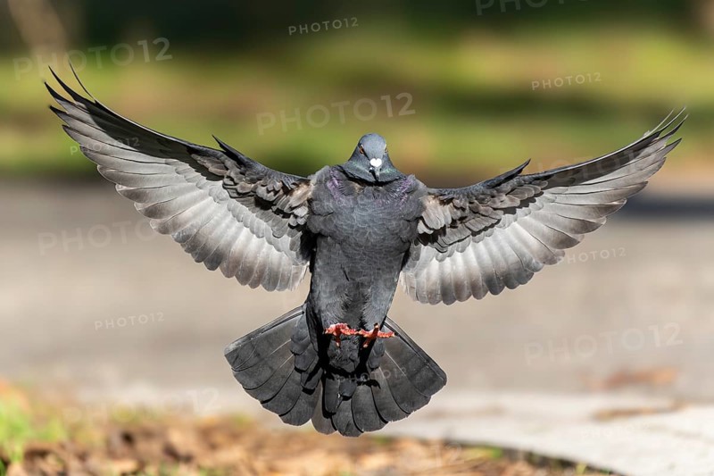 City dove (Columba livia forma domestica) in flight, wildlife, Germany, Europe