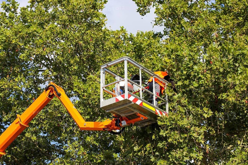 Workers on the work platform pruning or maintaining trees