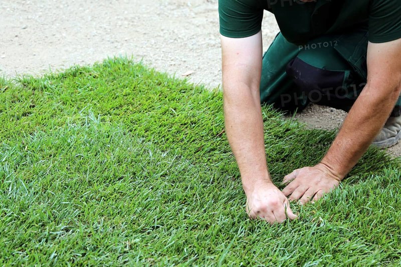 Gardener lays sod