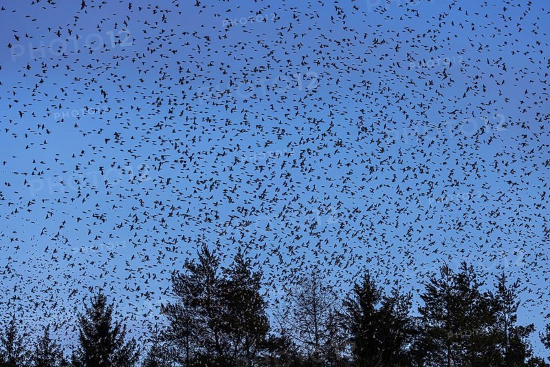 Natural spectacle in the Swabian Alb. Flocks of bramblings (Fringilla montifringilla) spend the winter near Schelklingen. They find plenty of food in the beech forests of the low mountain range. Experts estimate the number of birds at up to three million, Schelklingen, Baden-Wuerttemberg, Germany, Europe
