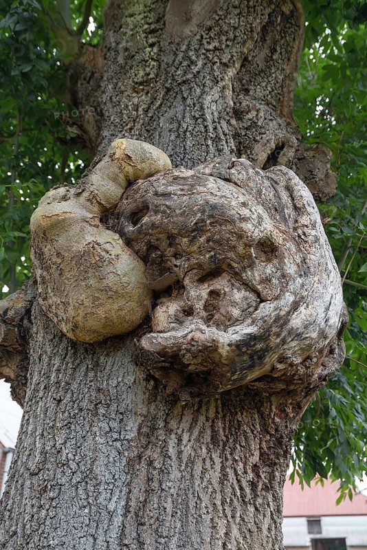Growths on the trunk of an ash tree (Fraxinus excelsior), Mecklenburg-Western Pomerania, Germany, Europe