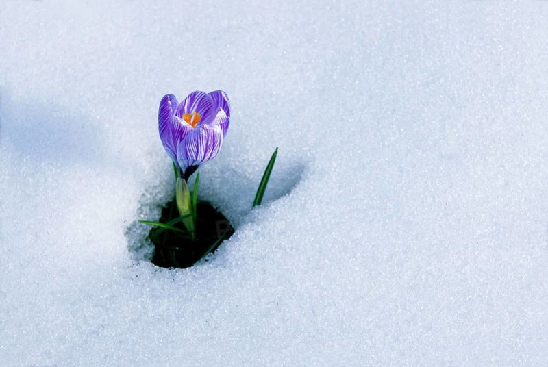 Spring Crocus (Crocus vernus) in the snow, Munich, Bavaria, Germany, Europe
