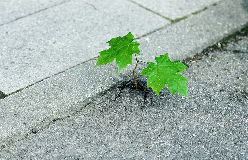 Small sycamore maple tree (Acer pseudoplatanus) seems to break through asphalt, Bavaria, Germany, Europe