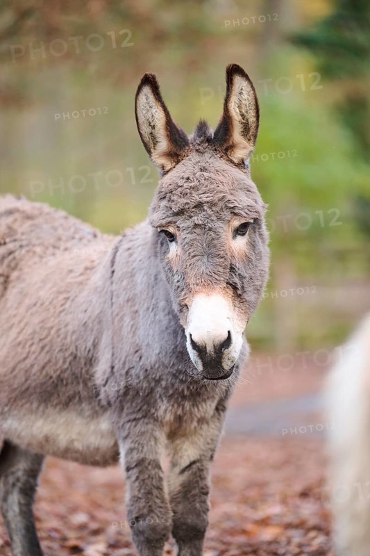 Donkey (Equus africanus asinus), portrait, Bavaria, Germany, Europe