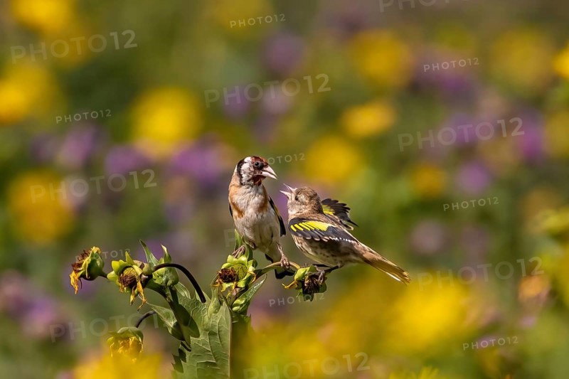 A sparrow sits on a plant with yellow and purple flowers in the background, goldfinch feeds the young in front of a yellow flower field