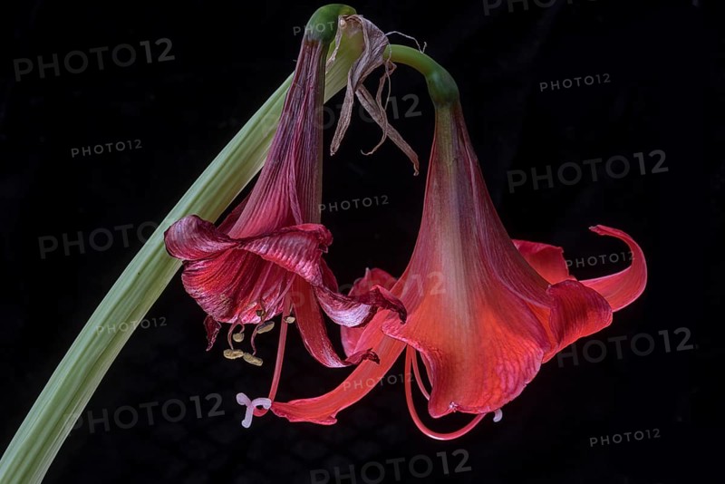 Fading knight's star (Amaryllis) on a black background, Bavaria, Germany, Europe