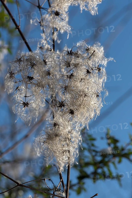 Seed head of a clematis (Clematis montana) against the light, Bavaria, Germany, Europe
