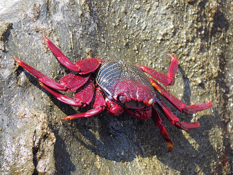 Red rock crab (Grapsus adscensionis) on rock. Puerto de Mogan, Gran Canaria, Spain, Europe