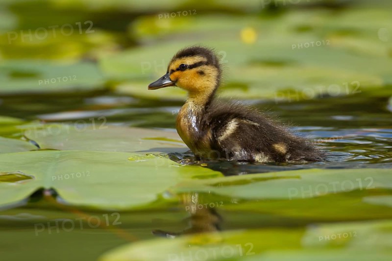 Mallard duck (Anas platyrhynchos) juvenile baby duckling walking on a Water lily plant leaf on a pond, Scotland, United Kingdom, Europe