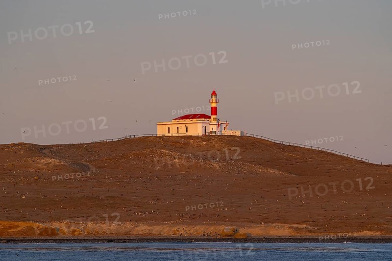 Magellanic penguins (Spheniscus magellanicus) in front of the lighthouse in the Penguin National Park on Magdalena Island, Magellanes, Patagonia, Chile, South America