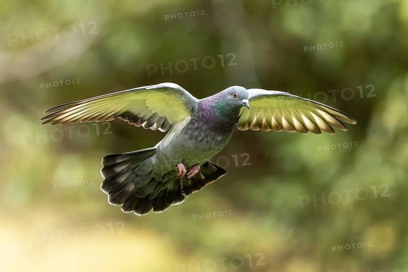 City dove (Columba livia forma domestica) in flight, wildlife, Germany, Europe