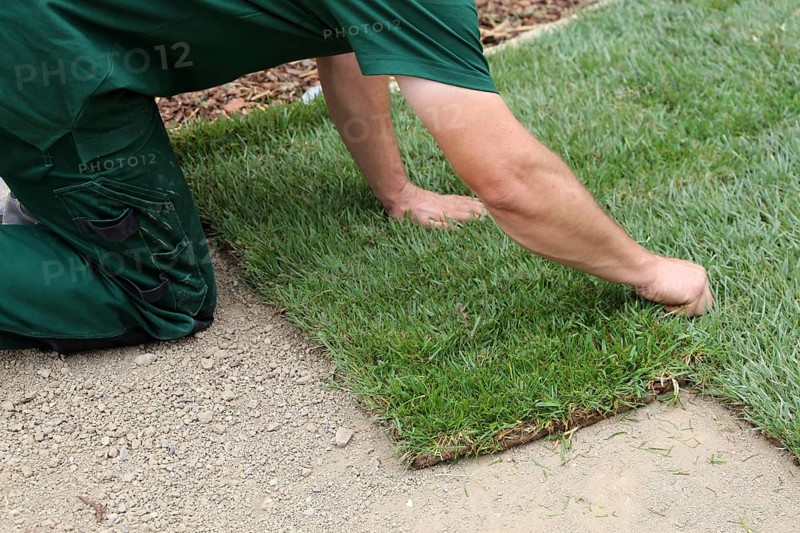 Gardener lays sod