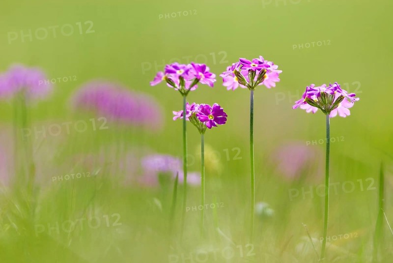 Bird's-eye primrose (Primula Farinosa) on a mountain meadow near Wallgau, Upper Bavaria, Germany, Europe