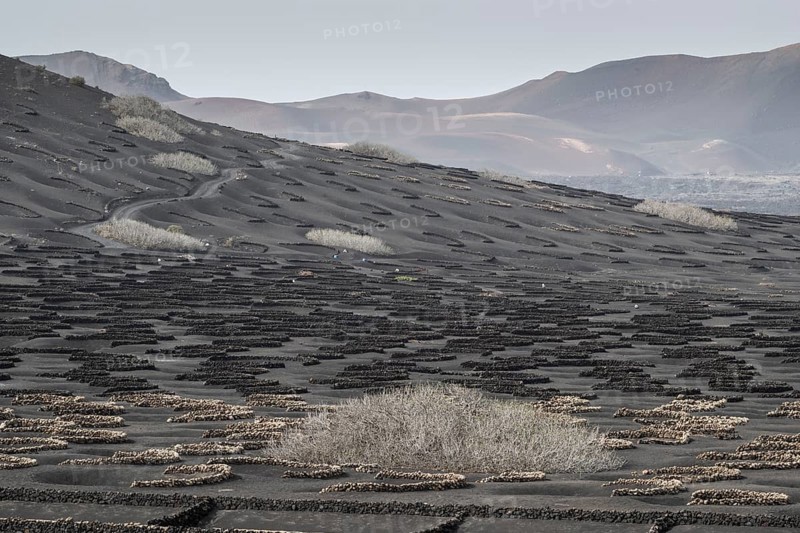 Wine growing in volcanic ash pits protected by dry stone walls, Yaiza, Lanzarote, Canary Islands, Spain, Europe