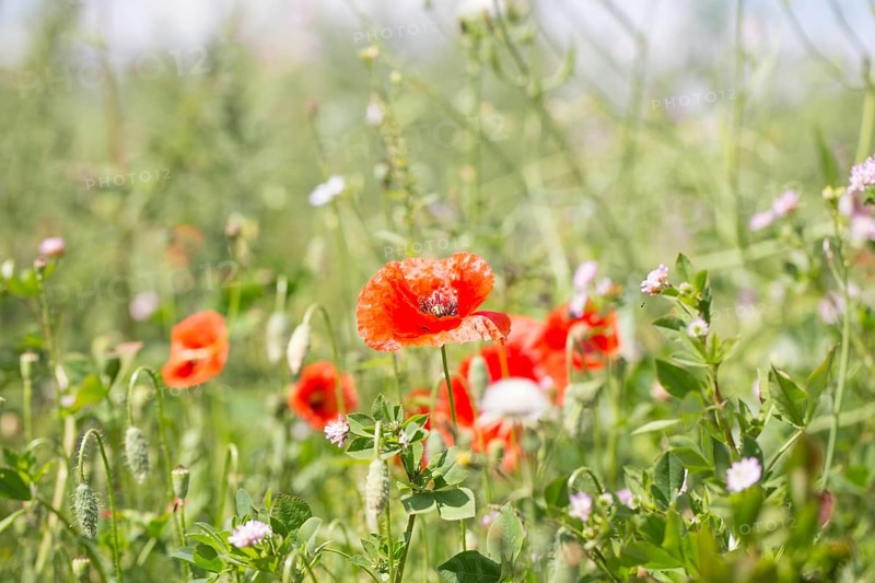 Poppy flowers (Papaver rhoeas), Freising, Upper Bavaria, Bavaria, Germany, Europe