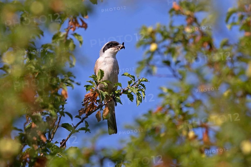 Lesser grey shrike (Lanius minor) with prey in its beak, Dobruja, Bulgaria, Europe