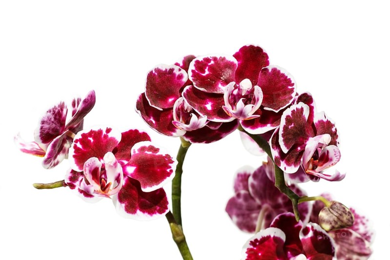 Beautiful orchids of different colors on white and grey background. Phalaenopsis hybrids. Close up