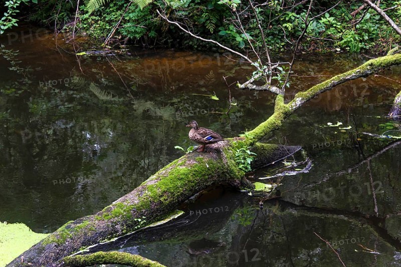 A duck sitting on a tree that fell into a river. The city park of Druskininkai. Lithuania
