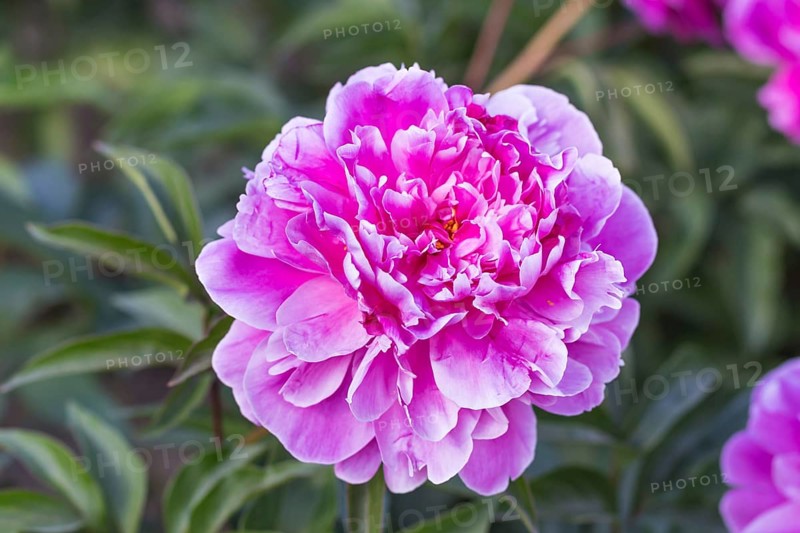 Pink peony flower in a botanical garden
