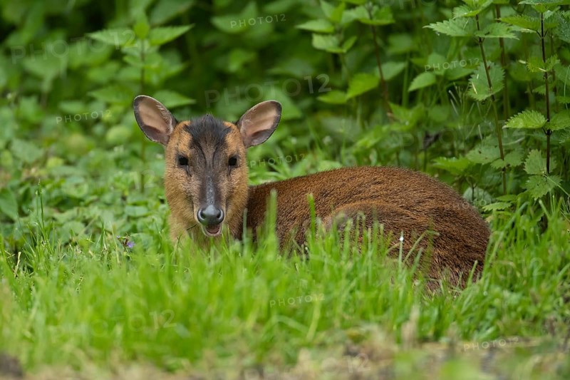 Muntjac deer (Muntiacus reevesi) adult sitting in grassland, Norfolk, England, United Kingdom, Europe