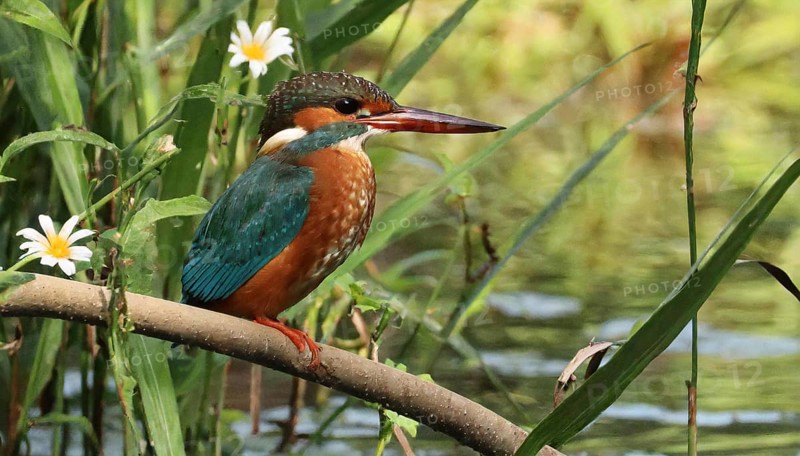 KI generated, animal, animals, bird, birds, biotope, habitat, a, individual, water, perch, reeds, water lilies, blue sky, foraging, wildlife, summer, seasons, white-throated kingfisher (Halcyon smyrnensis)
