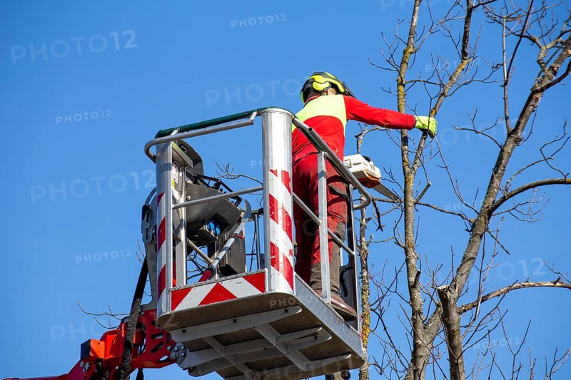 Man on the work platform pruning trees