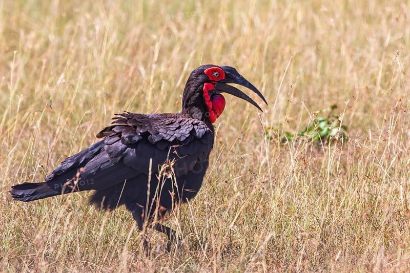 Southern ground hornbill (Bucorvus leadbeateri) walking in the grass on the savanna in east africa, Maasai Mara, Kenya, Africa