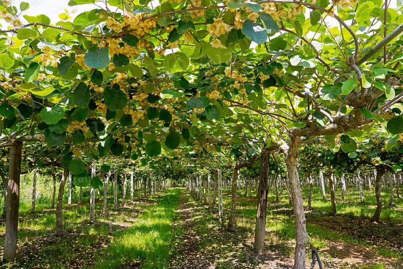 Kiwi, kiwi plants with flowers (Actinidia), Eastern Macedonia and Thrace, Greece, Europe