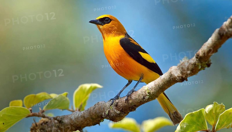 KI generated, animal, animals, bird, birds, biotope, habitat, one, individual, blue sky, foraging, wildlife, summer, seasons, eurasian golden orioles (Oriolus oriolus), oriole, tree, branch