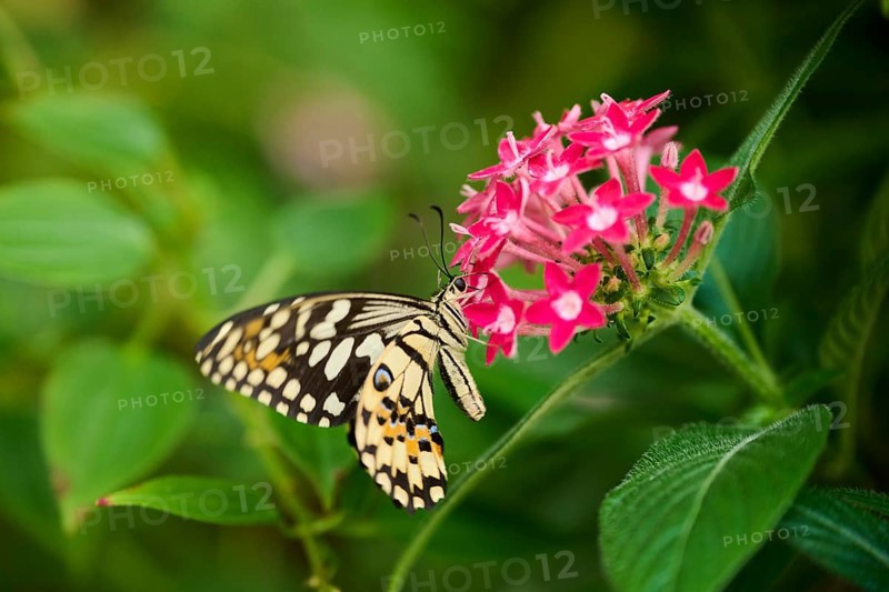 Lime butterfly (Papilio demoleus) sitting on a flower, Germany, Europe