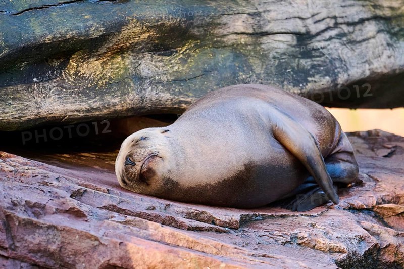 California sea lion (Zalophus californianus) lying on a rock, captive, Germany, Europe