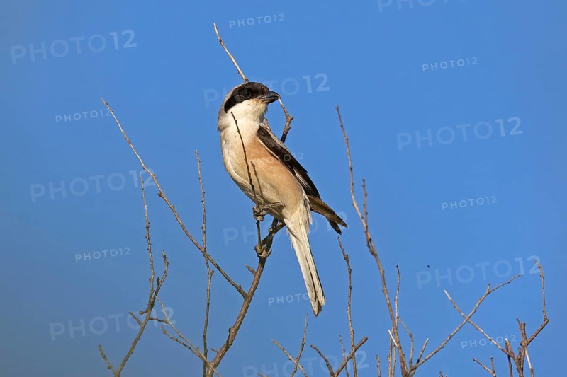 Lesser grey shrike (Lanius minor), Dobruja, Bulgaria, Europe